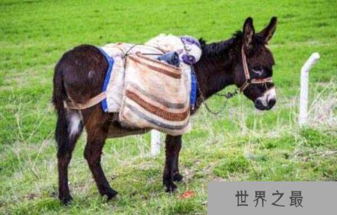 世界上最高最大的驴，身高接近173厘米