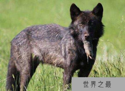 世界十大少见的黑色动物，墨西哥黑王蛇上榜