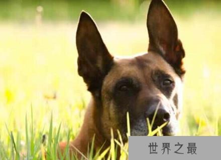 世界十大最受欢迎牧羊犬，边境牧羊犬排第一名