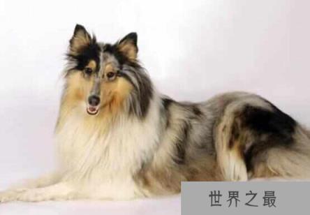 世界十大最受欢迎牧羊犬，边境牧羊犬排第一名