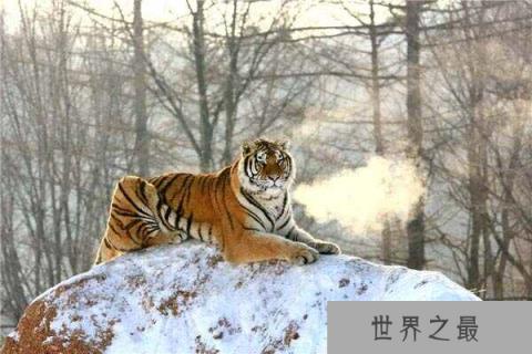 中国最大的食肉动物：东北虎有“丛林之王”之美称