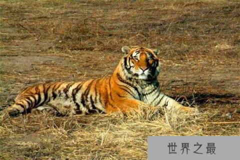 中国最大的食肉动物：东北虎有“丛林之王”之美称