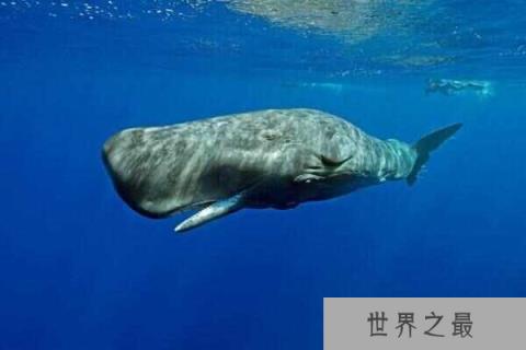 【世界十大巨型动物：湾鳄排第十，蓝鲸登顶第一】图4