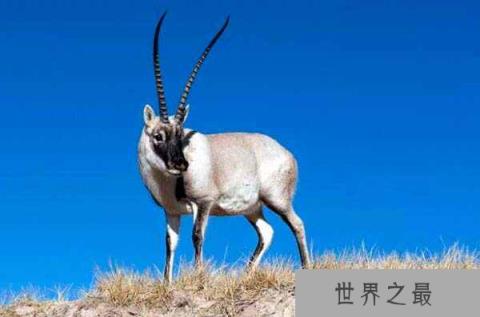 中国十大国宝动物：大熊猫、华南虎排前两名