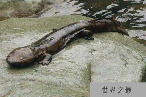 我国特有的国宝之一：中国大鲵最多可达2米长
