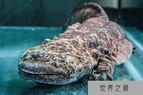 我国特有的国宝之一：中国大鲵最多可达2米长
