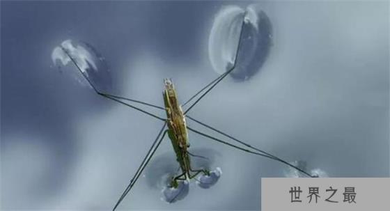 水黾是什么动物？水黾是害虫还是益虫（水生半翅目类昆虫）