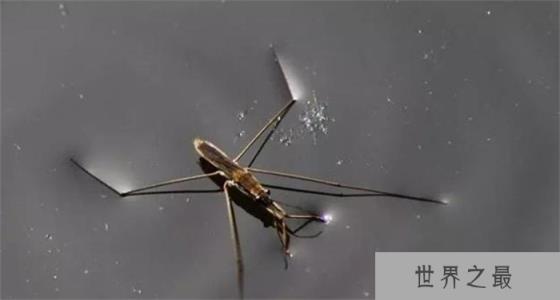 水黾是什么动物？水黾是害虫还是益虫（水生半翅目类昆虫）