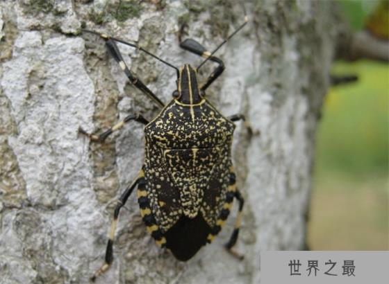 椿象有毒吗？椿象咬人吗（无毒）