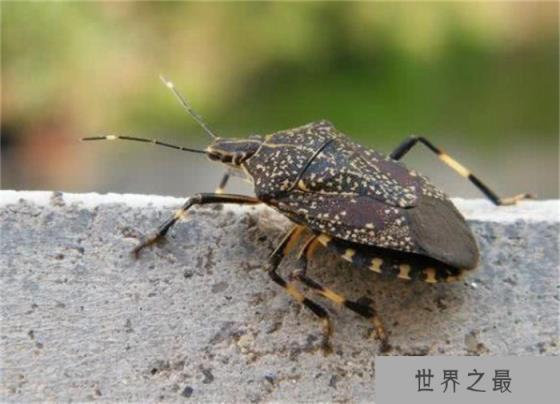 椿象有毒吗？椿象咬人吗（无毒）