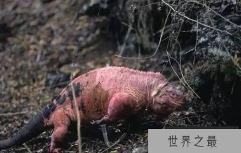 自然界十大惊艳粉色动物