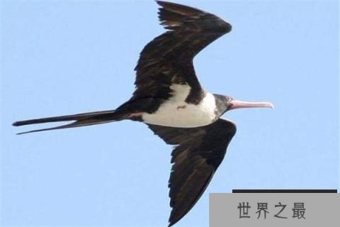 中国十大保护鸟类动物