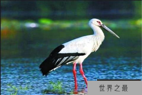 中国十大保护鸟类动物