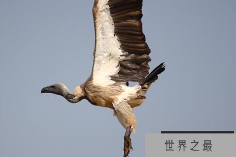 世界上飞得最高的鸟——黑白兀鹫