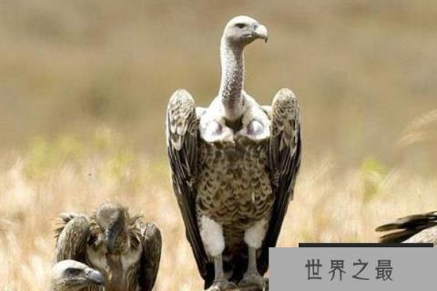 世界上飞得最高的鸟——黑白兀鹫