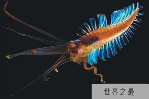 世界十大动物最恶心的捕食