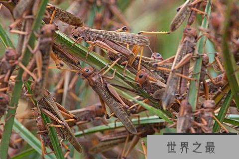 世界十大动物最恶心的捕食