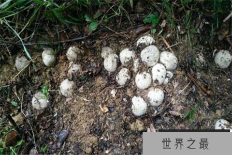 世界十大动物最恶心的捕食