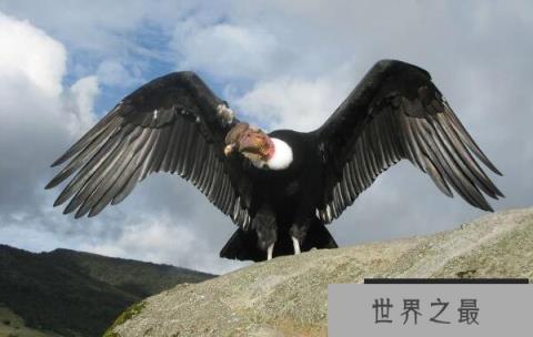 世界上最强大的鸟