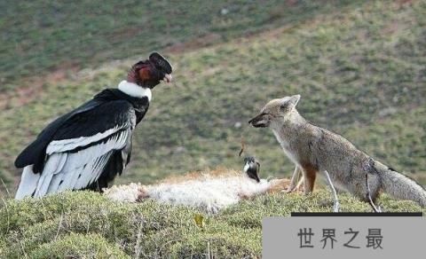 世界上最强大的鸟