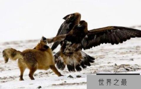 世界上最强大的鸟