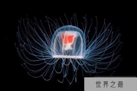 寿命最长的海洋生物
