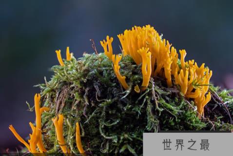 寿命最长的海洋生物