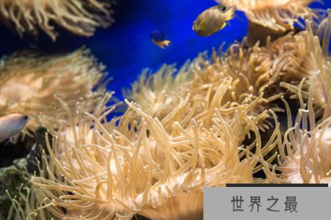 寿命最长的海洋生物