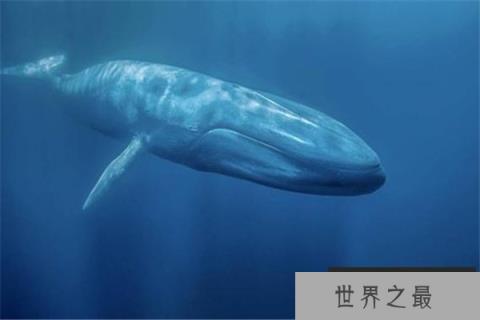 世界上最特别的动物