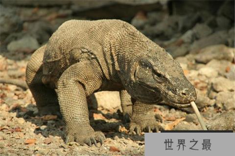 世界上最特别的动物