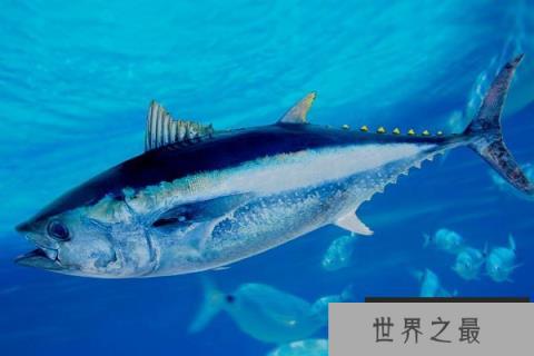 世界八大游泳速度最快的鱼类