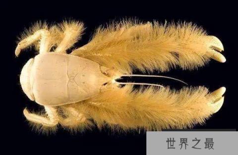 世界上最奇特的螃蟹