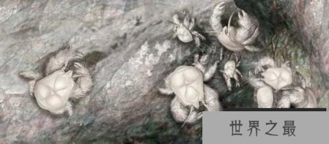 世界上最奇特的螃蟹