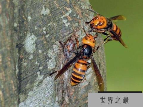 世界上最可怕的毒蜂：杀人蜂攻击性极强