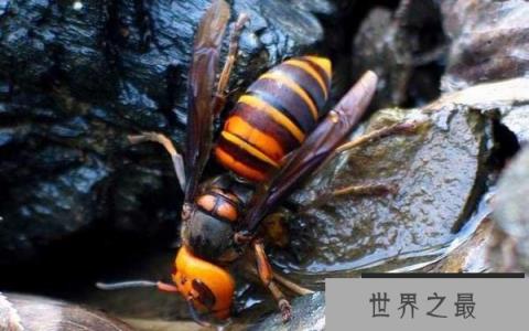 世界上最可怕的毒蜂：杀人蜂攻击性极强