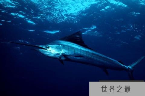 世界八大游泳速度最快的鱼类