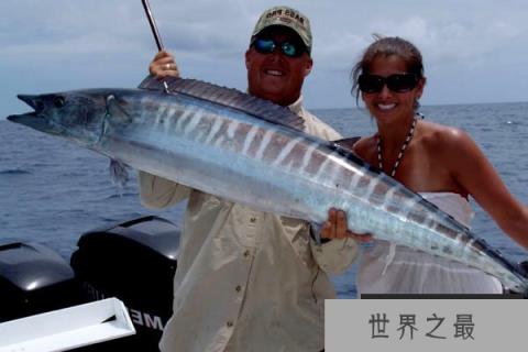 世界八大游泳速度最快的鱼类