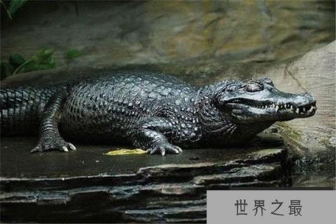 亚马逊河十大恐怖生物：黑凯门鳄居首，红腹食人鱼第八