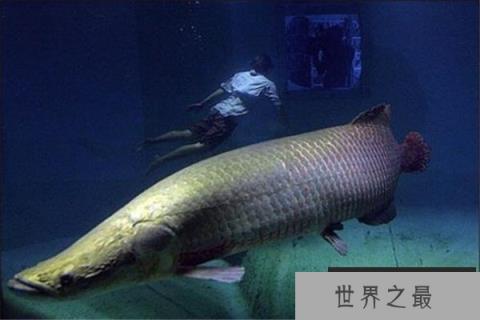 亚马逊河十大恐怖生物：黑凯门鳄居首，红腹食人鱼第八