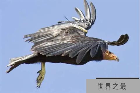 世界上最稀有的鸟类