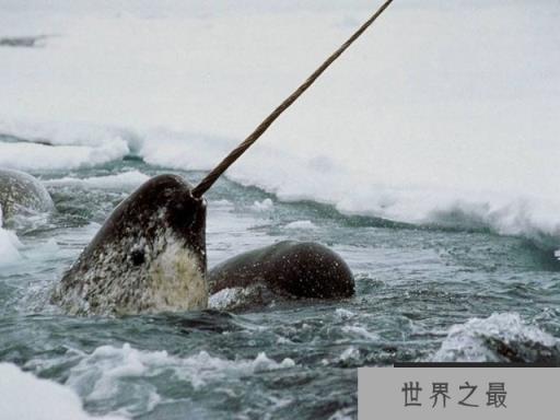 世界上牙齿最贵的动物