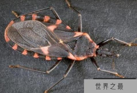 世界十大吸血动物