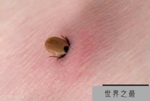 世界十大吸血动物