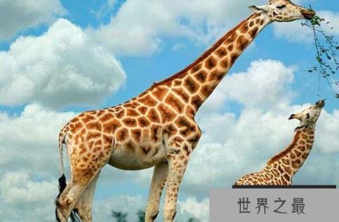 世界十大最高的哺乳动物