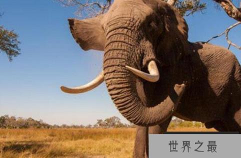 世界十大最高的哺乳动物