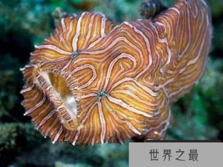 地球上10大最古怪的鱼类