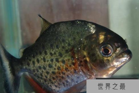 地球上10大最古怪的鱼类