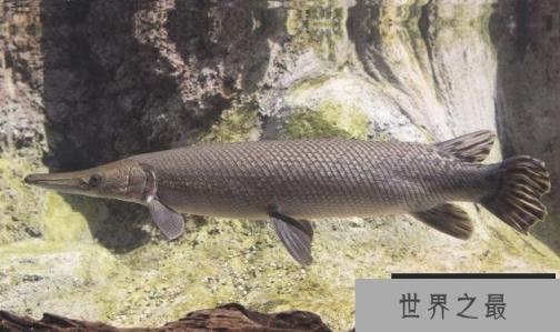 地球上10大海底活化石(1357vip.com)