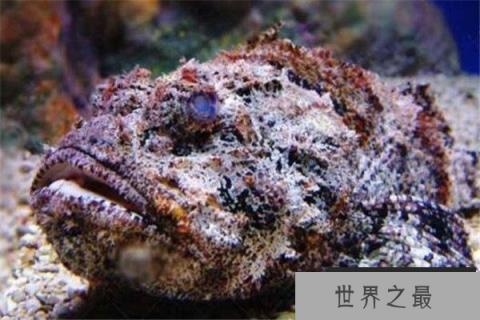 全球10大剧毒动物