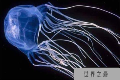 全球10大剧毒动物